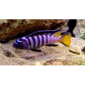 Pseudotropheus Elongatus